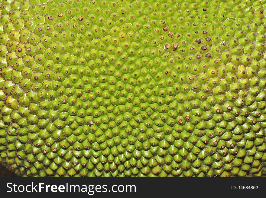 Green jack fruit in the parks