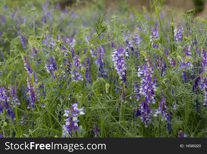 Purple Flower Field in Summer