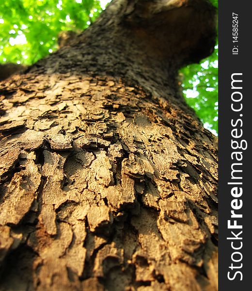 The tall tree's bark