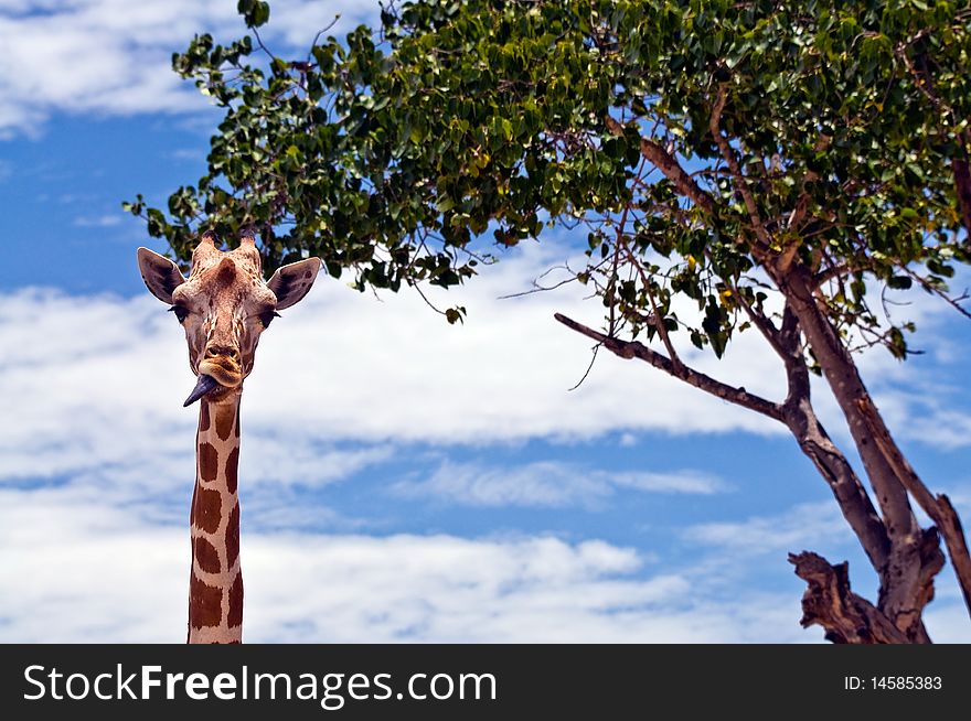 A giraffe against a blue sky.