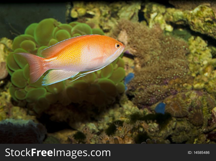 Orange Anthias in Saltwater Aquarium. Orange Anthias in Saltwater Aquarium