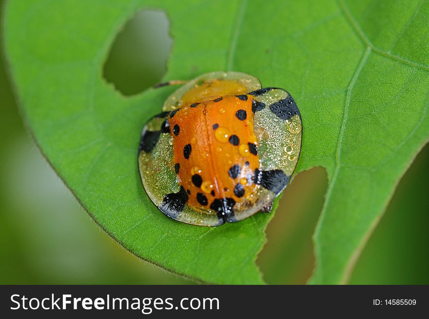 Tortoise beetle in the park