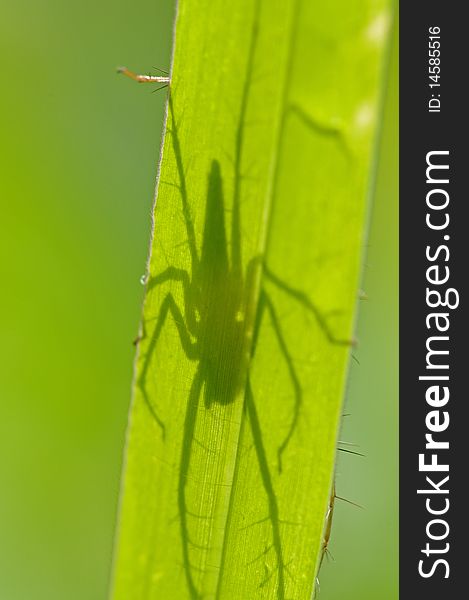 Lynx spider and shadow