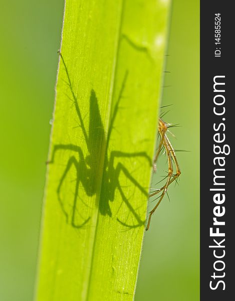 Lynx spider and shadow