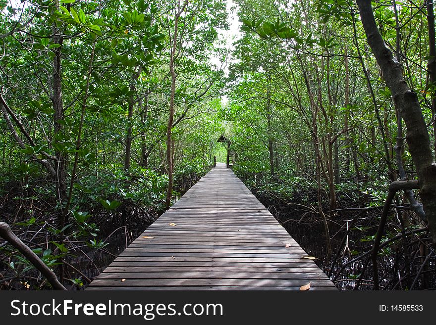 Wood bridge in mangrove national park