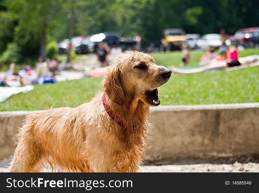 Golden Retriever at the beach