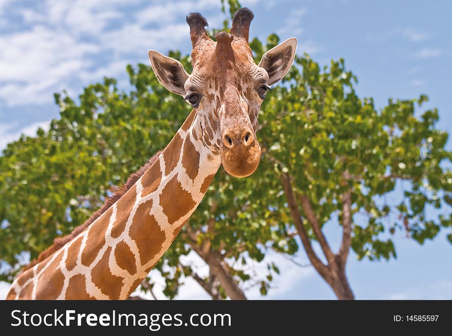 A giraffe against a blue sky.