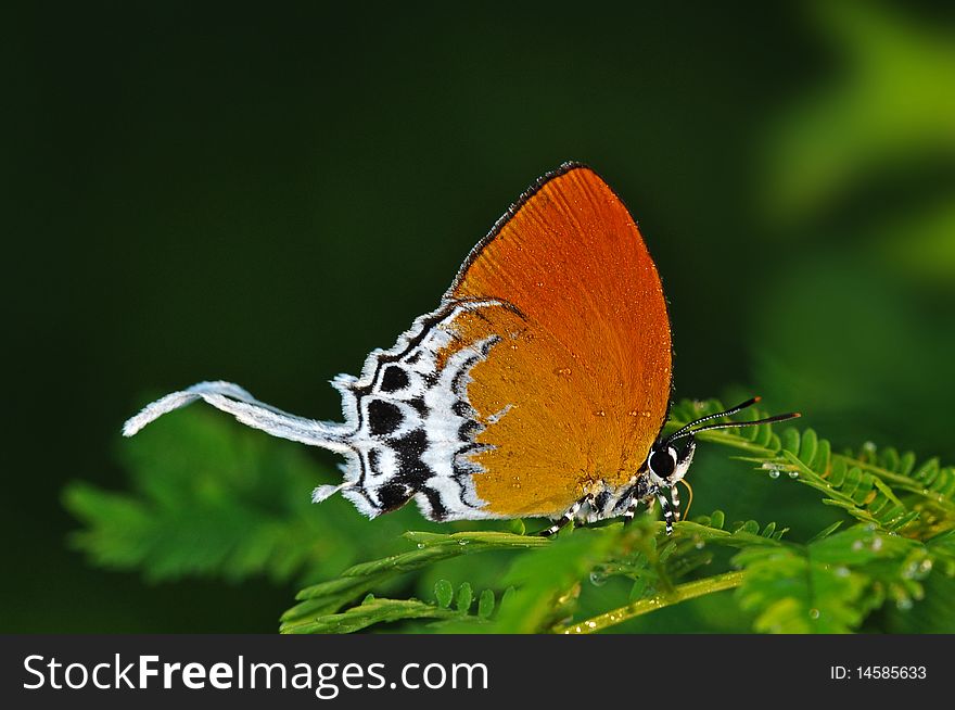 Beautiful butterfly in the parks