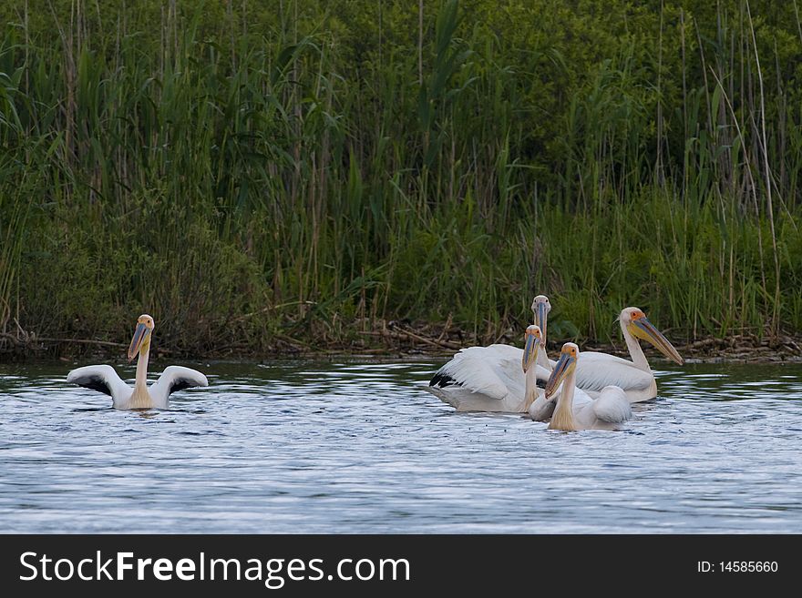 Great White Pelicans on water
