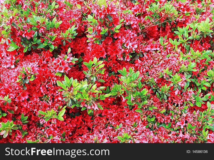 Bed of red flowers, red background, picture taken in Switzerland