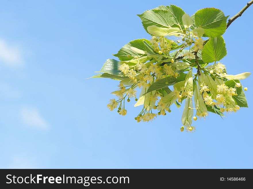 Beautiful flowerses tree limes on background blue sky
