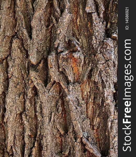 Bark  Tree  Oak