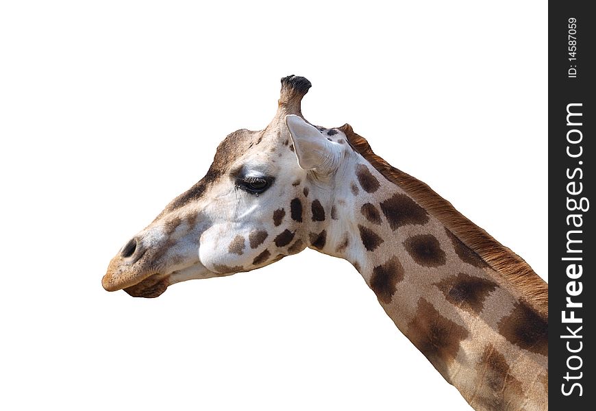 Giraffe on the white background