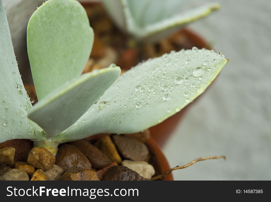 Wet, green succulent plant covered in droplets, with scattered rocks. Wet, green succulent plant covered in droplets, with scattered rocks