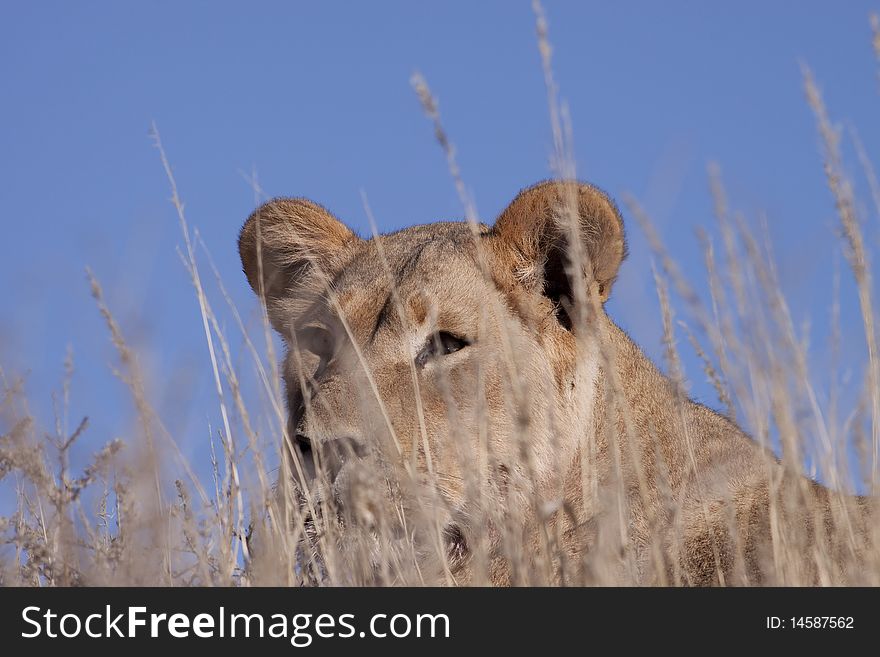 A male lion lying in the grass