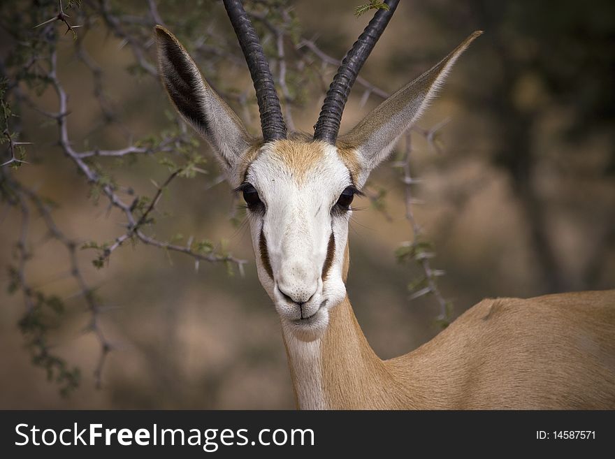 Springbok pulling a funny face at the camera