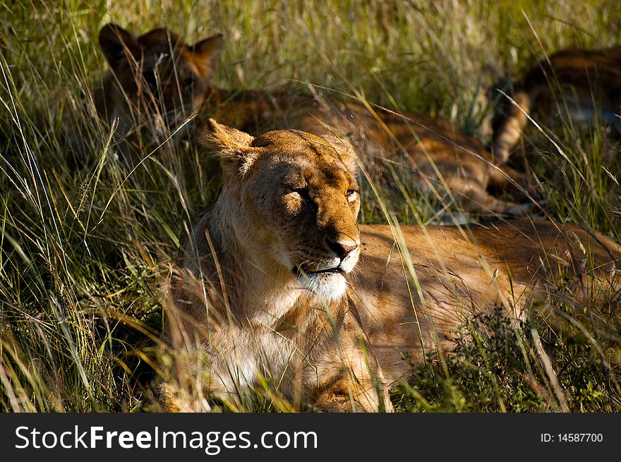 A group of lionesses in the Savannah of Masai Mara, Kenya. A group of lionesses in the Savannah of Masai Mara, Kenya