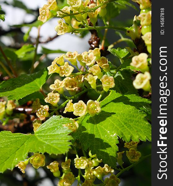 Flowers of red currant with drops of rain. Flowers of red currant with drops of rain
