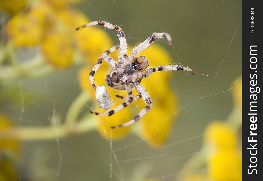 Spider on cobweb. All spiders are hunters, they eat onto different insects