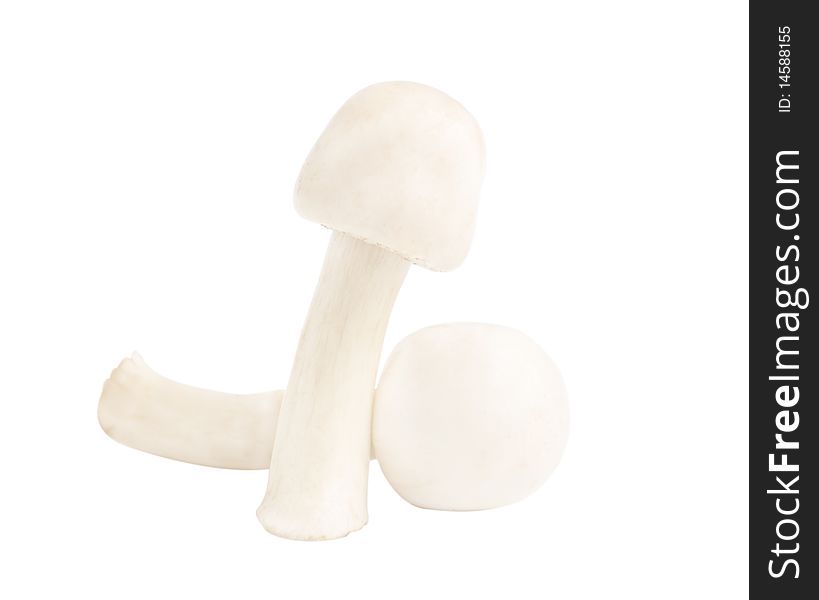 Field mushrooms on a white background