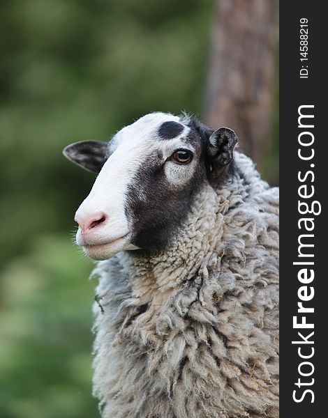 Portrait of sheep on a natural background. Portrait of sheep on a natural background.