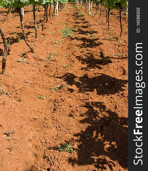 Detail of a young vineyard, grapes growing in the sun, casting shadows on the red soil 

*RAW format available at request