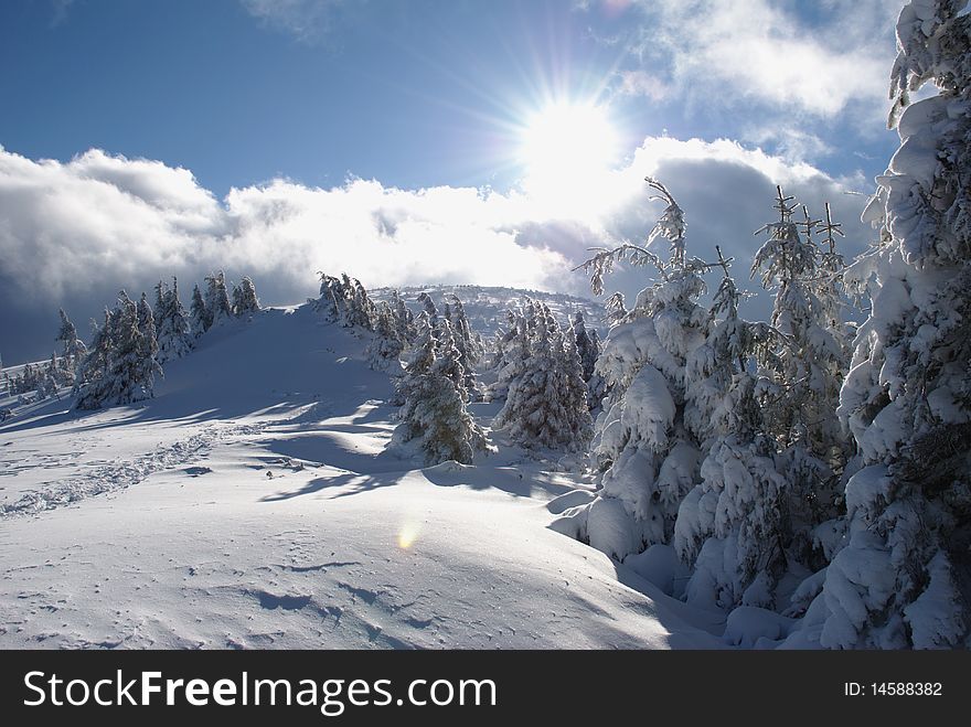Fur-trees on a mountain winter slope in a mountain landscape with white snow. Fur-trees on a mountain winter slope in a mountain landscape with white snow.