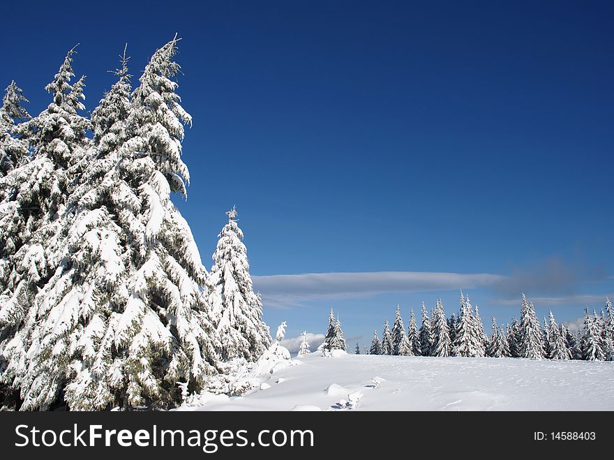 Fur-trees on a mountain winter slope in a mountain landscape with white snow. Fur-trees on a mountain winter slope in a mountain landscape with white snow.