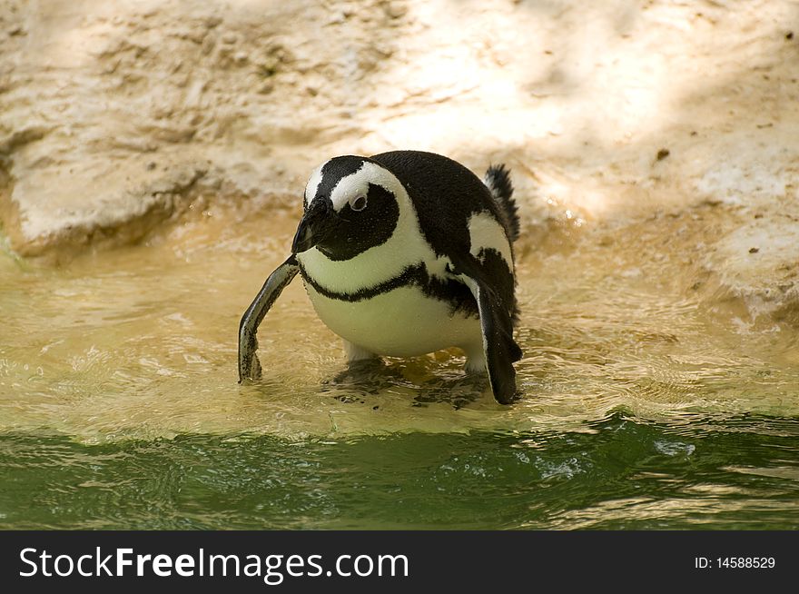 Penguin standing in the water