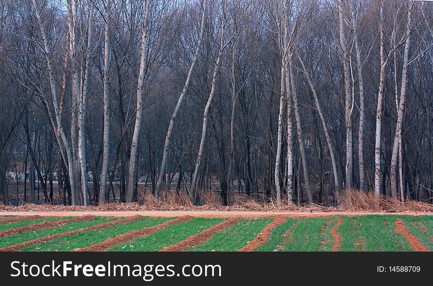 Wheat field and woods