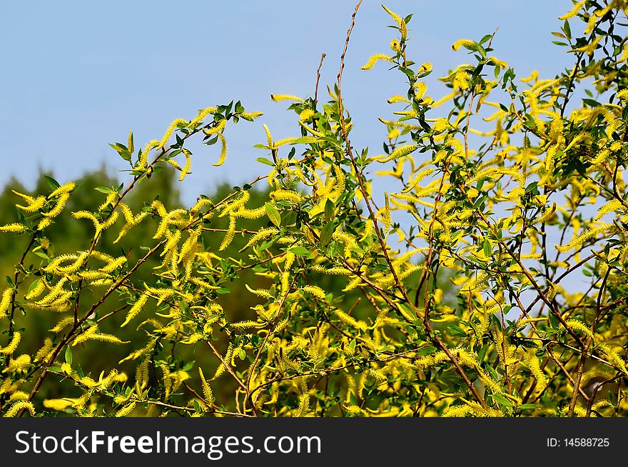 Blossoming willow on a background of the sky. Blossoming willow on a background of the sky.