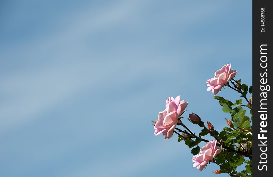 Roses on a background of the blue sky. Roses on a background of the blue sky.