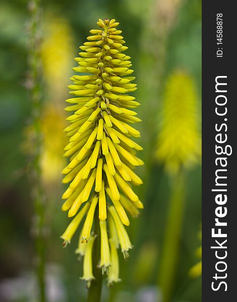 Vertical yellow flowers with bokeh background. Vertical yellow flowers with bokeh background
