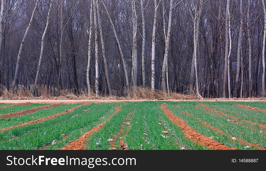 Wheat field and woods in winter. Wheat field and woods in winter.