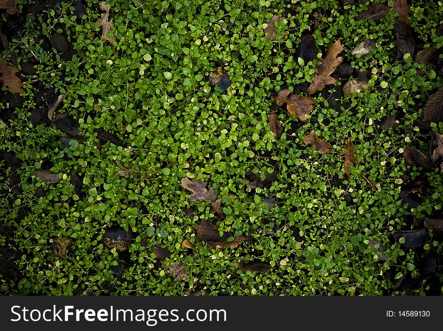 Brown leaves laying on petite green plants ground. Brown leaves laying on petite green plants ground
