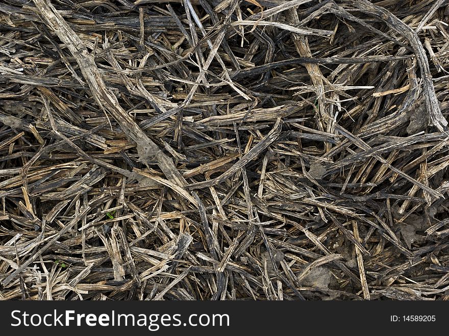 Ground with braided, dried, brown bushes. Ground with braided, dried, brown bushes