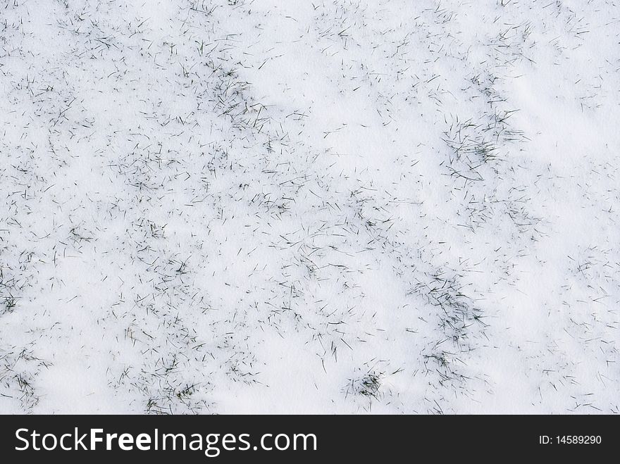 Green grass covered by fresh snow in winter. Green grass covered by fresh snow in winter