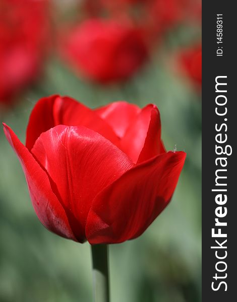 the red bright tulip is photographed in park