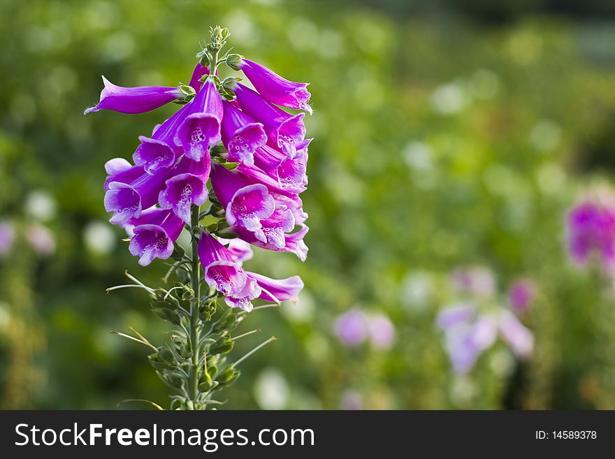 Beautiful Purple Bell Flowers
