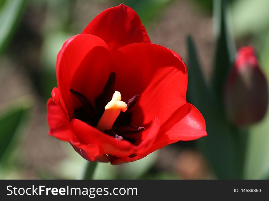 the red flower of a tulip is photographed in park