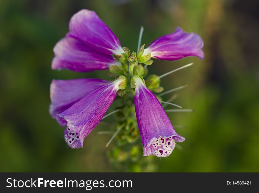 Isolated beautiful bell flower with blur background. Isolated beautiful bell flower with blur background