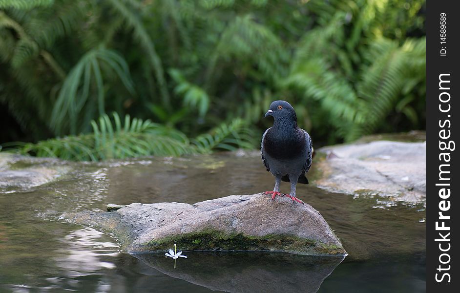 Bird Standing On Rock