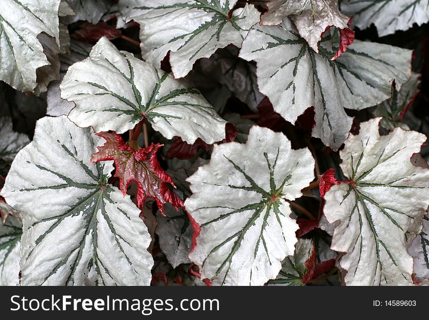 Angel-wing begonia in a garden