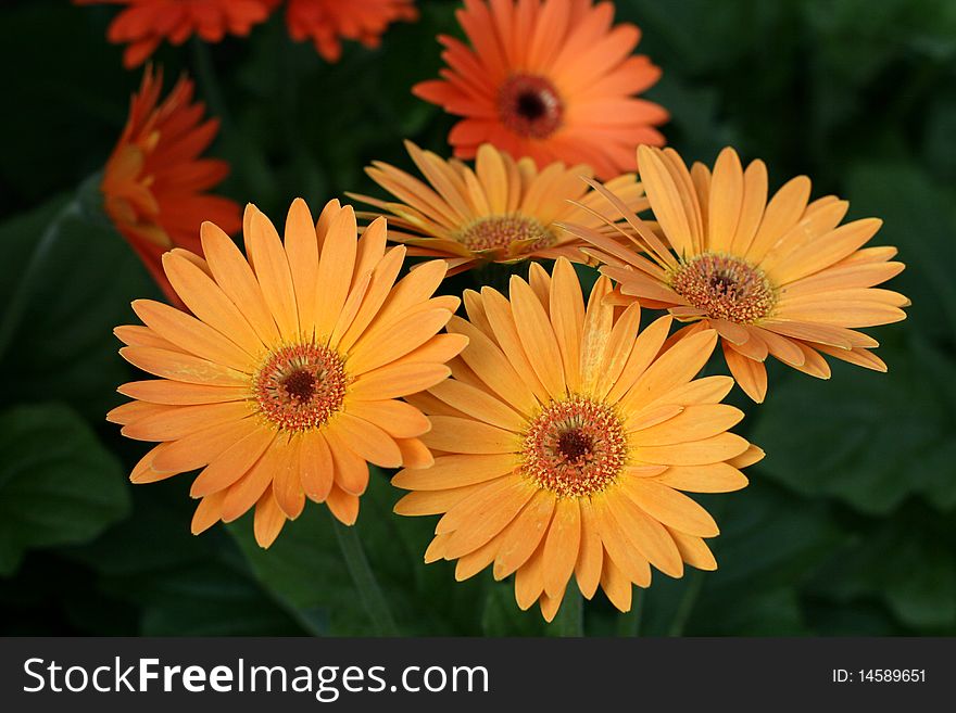 Herbera daisy flowers in a garden