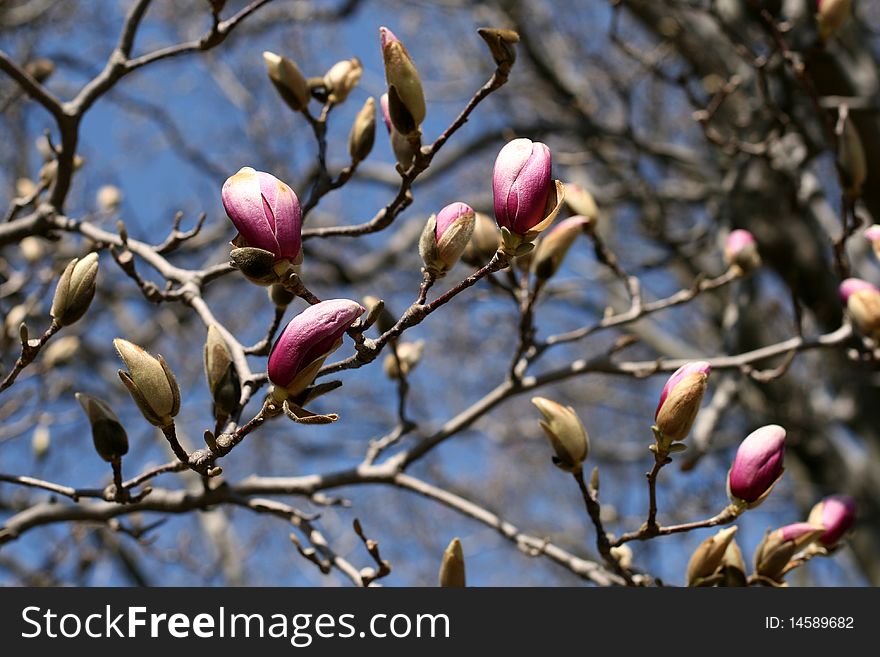 Magnolia flowers in a spring