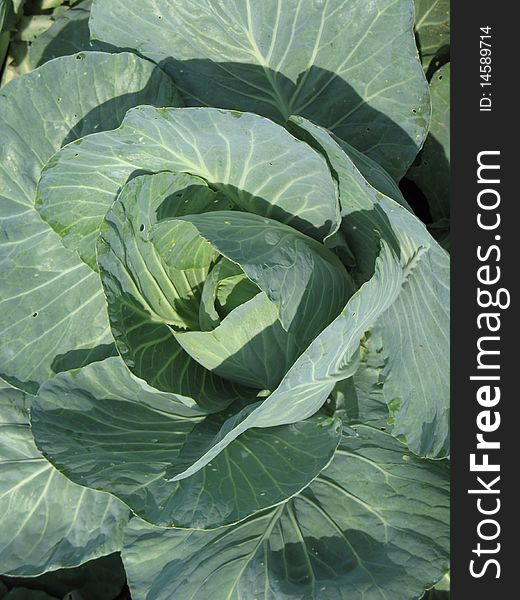 Green cabbage head close up