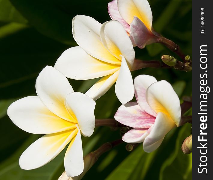 White Frangipani Flower