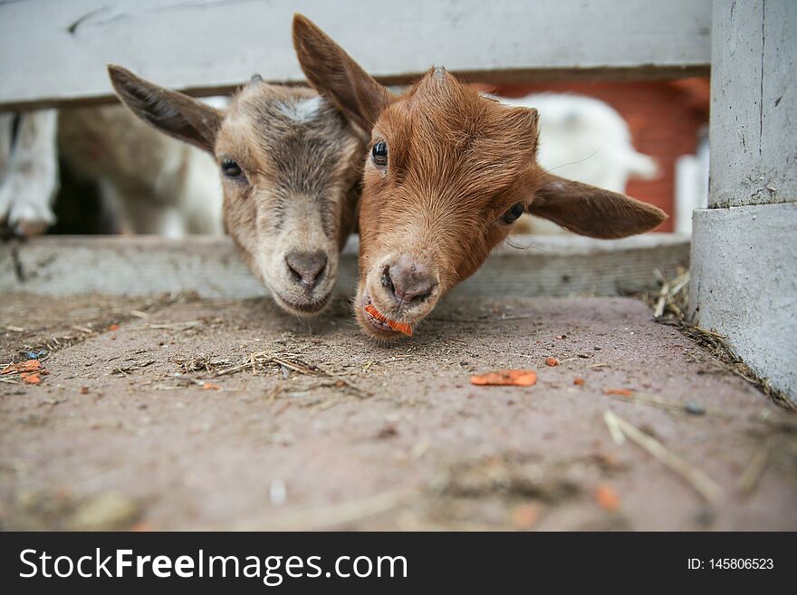 Young goats eat carrots close up. goats slipped their heads through the fence