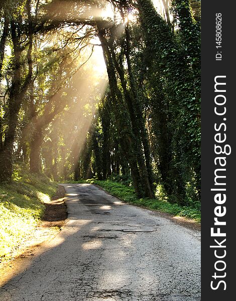 Road crossing leafy forest in Sintra Mountains