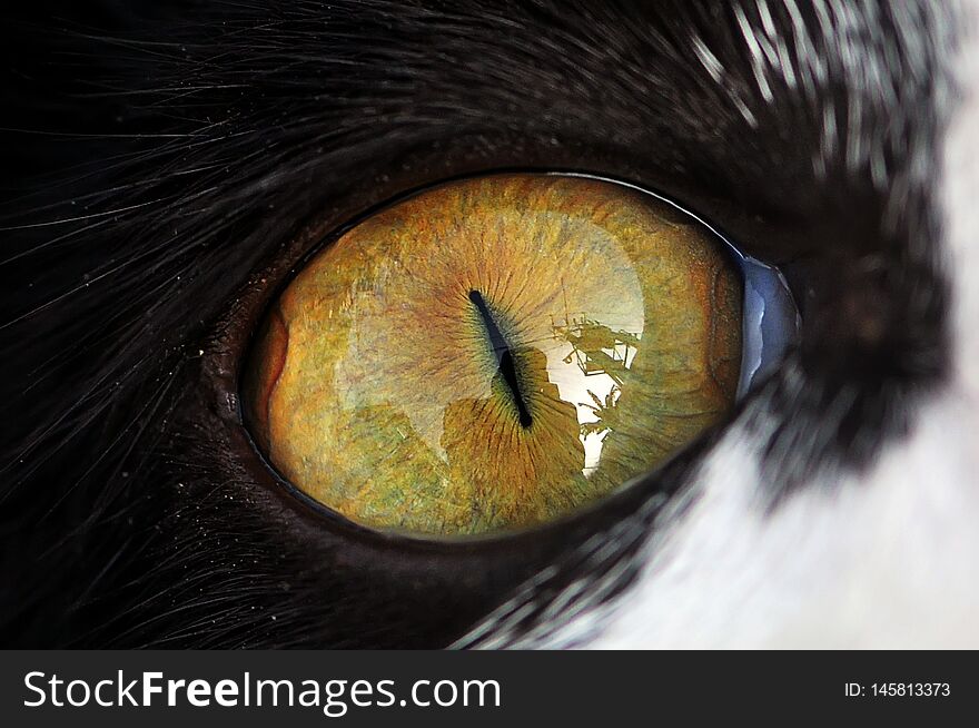 Cat`s eye detail, macro photography